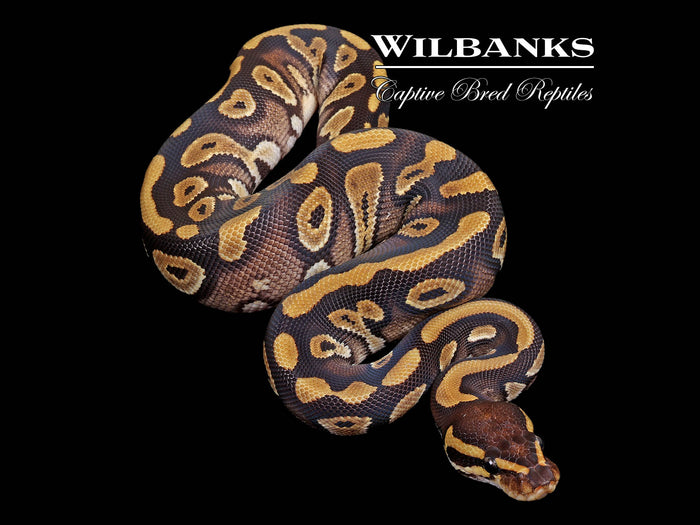 Phantom 100% Het. Pied Ball Python ♂ '26