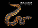 Blackhead Leopard 100% Het. Lavender Albino Ball Python ♂ '26