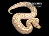 Banana Mojave Ball Python ♂ '26