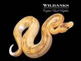 Champagne 100% Het. Ghost Ball Python ♂ '26