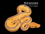 Banana Leopard Clown Ball Python ♀ '26