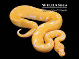 Albino Super Blade Leopard Ball Python ♀ '26