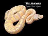 Banana FireFly Ball Python ♂ '26