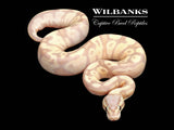 Banana FireFly Ball Python ♂ '26