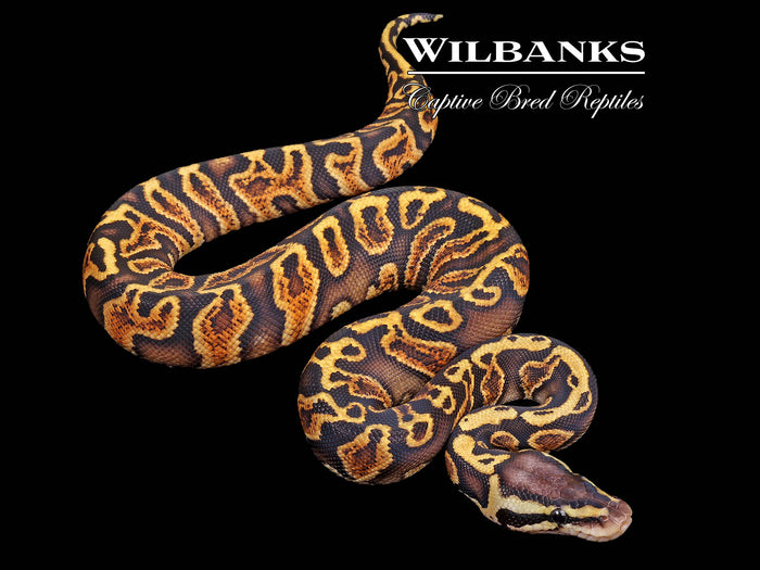 GHI Pastel Ball Python ♀ '26