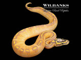 Pastel Enchi Freeway (Mardi Gras) Ball Python ♀ '26