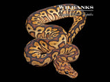 Spotnose Red Stripe Clown Ball Python ♀ '26