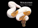 Phantom Pied Ball Python ♂ '26
