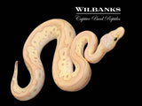Banana Red Stripe Clown Pastel Mojave Ball Python ♂ '26