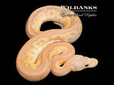 Banana Cinnamon Red Stripe Clown Ball Python ♂ '26