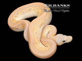 Banana Cinnamon Mojave Clown Ball Python ♂ '26