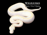 Bamboo Crystal Ball Python ♀ '26