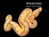 Banana Clown Ball Python ♂ '26