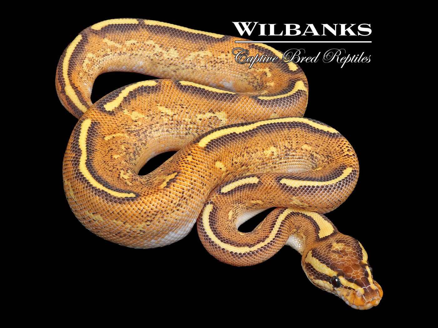 Super Gravel Fire Ball Python ♂ '24 – Wilbanks Captive Bred