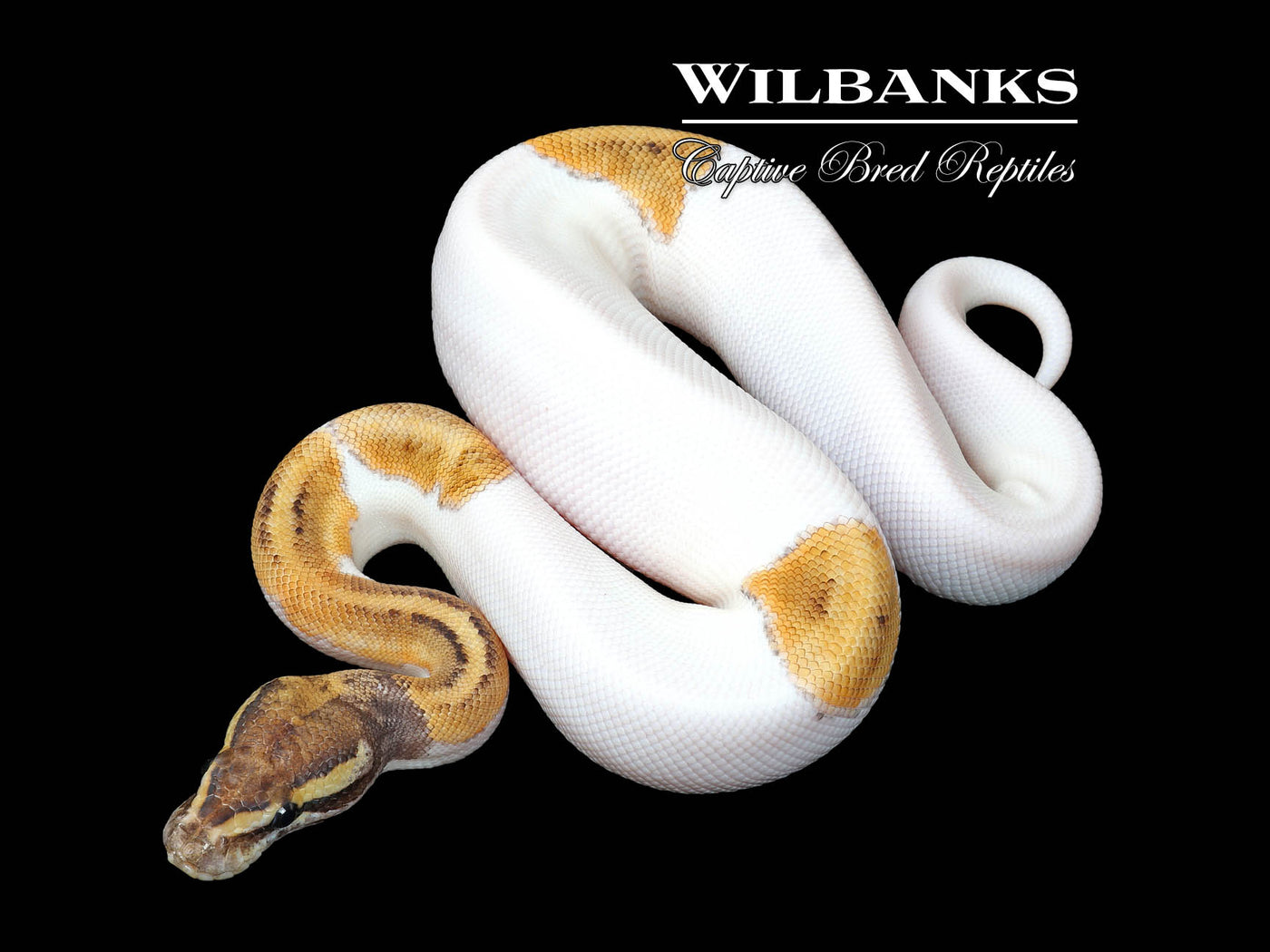 Phantom Pied Ball Python ♂ '25