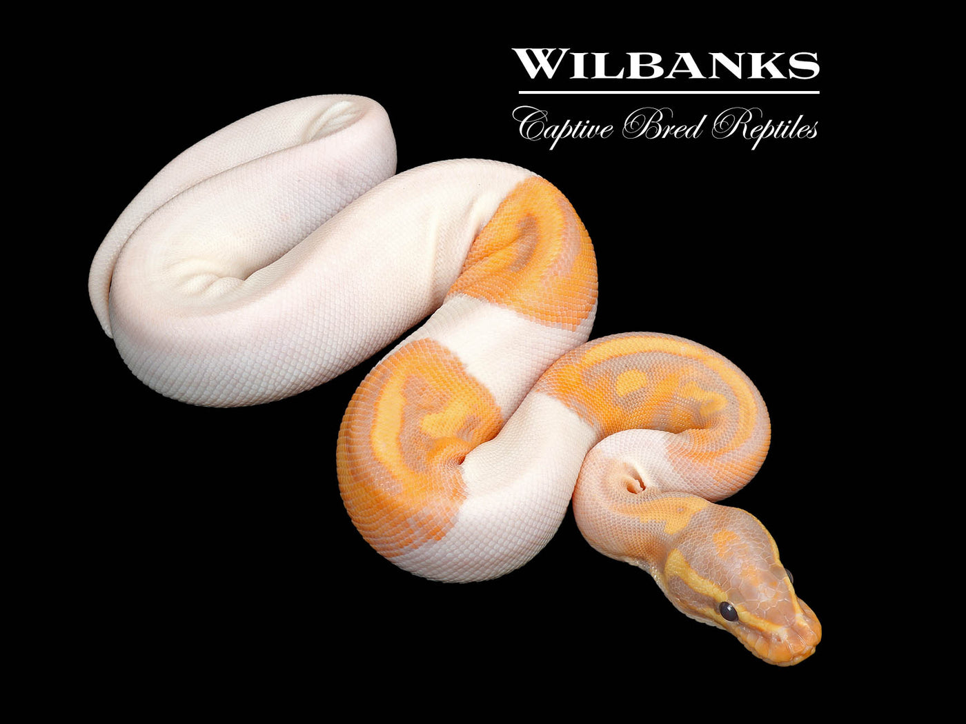 Banana Pied Ball Python ♀ '25