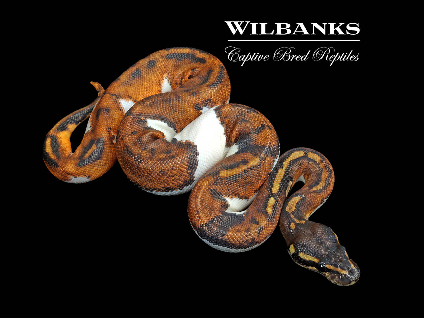 Blackhead Pied 100% Het. Lavender Albino Ball Python ♂ '25