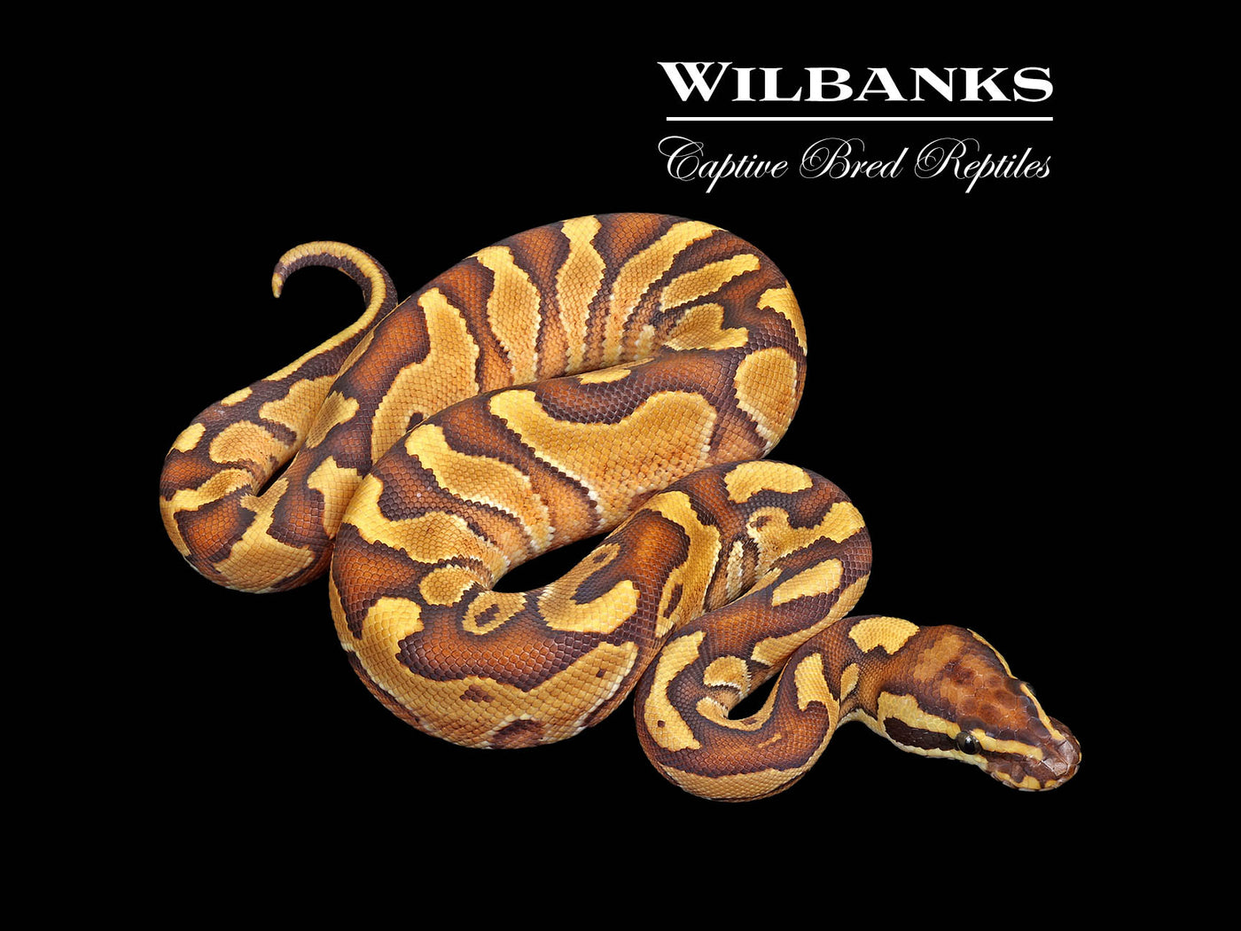 Special Enchi Ball Python ♂ '25