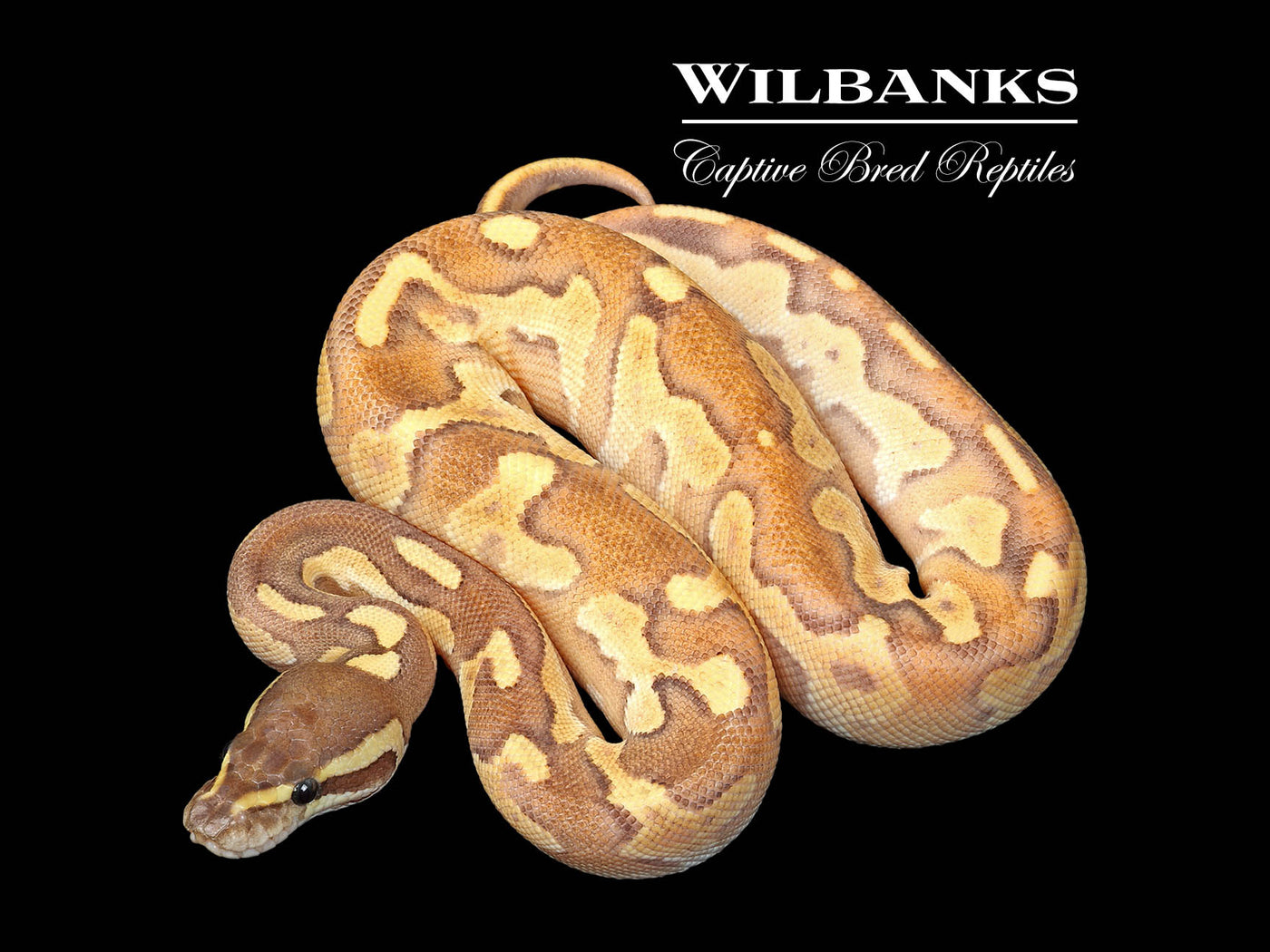 Blackhead Fire Mojave Enchi Ball Python ♀ '25
