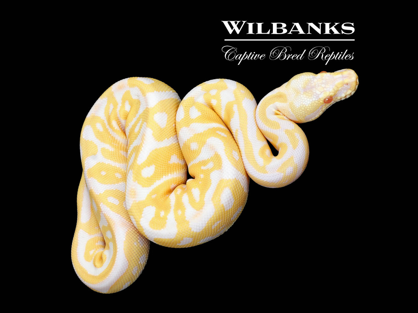 Albino Pastel Leopard Ball Python ♀ '25