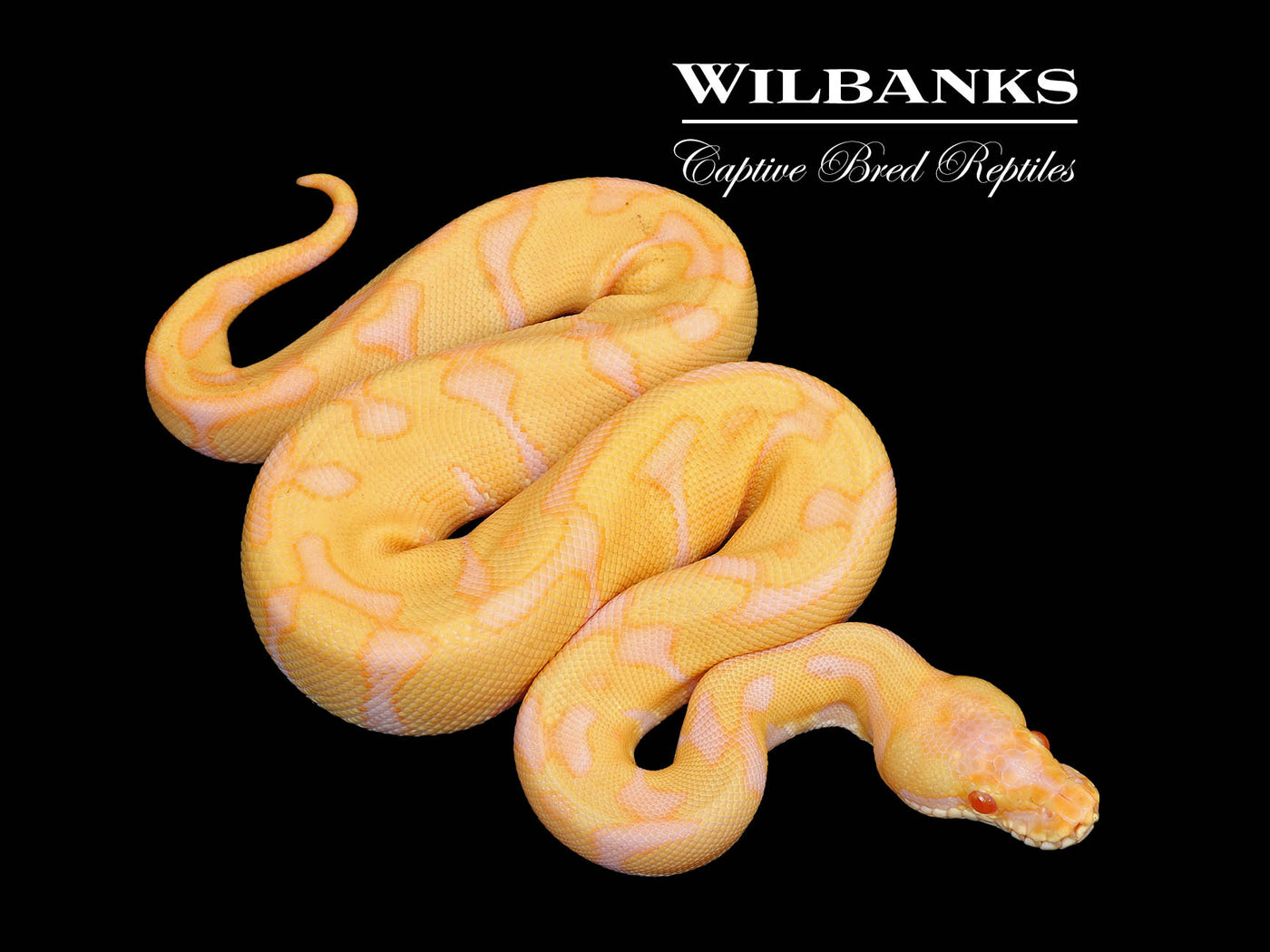 Albino Enchi Ball Python ♂ '25