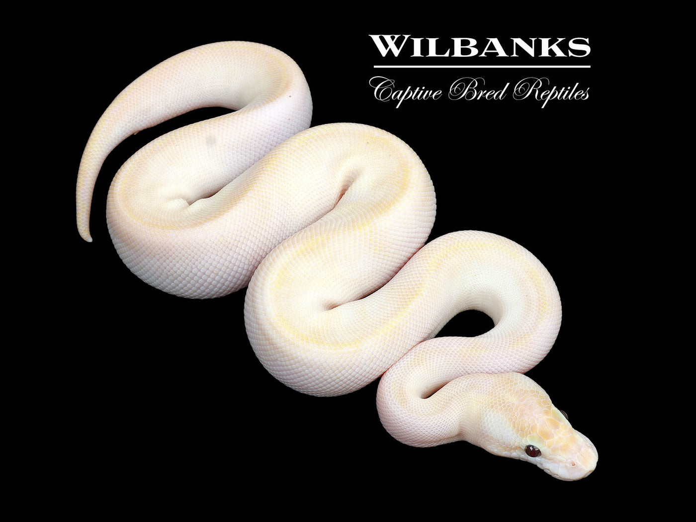 Banana Ivory Pinstripe Ball Python ♂ '25