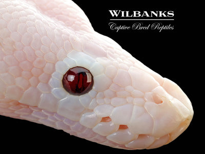 Banana Super Fire Ball Python ♂ '25