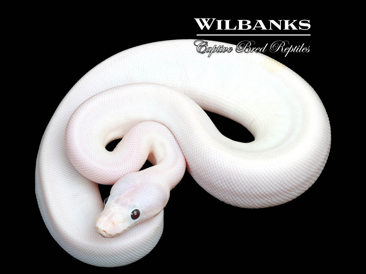 Super Fire Ball Python ♀ '25