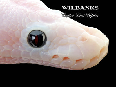 Super Fire Ball Python ♀ '25