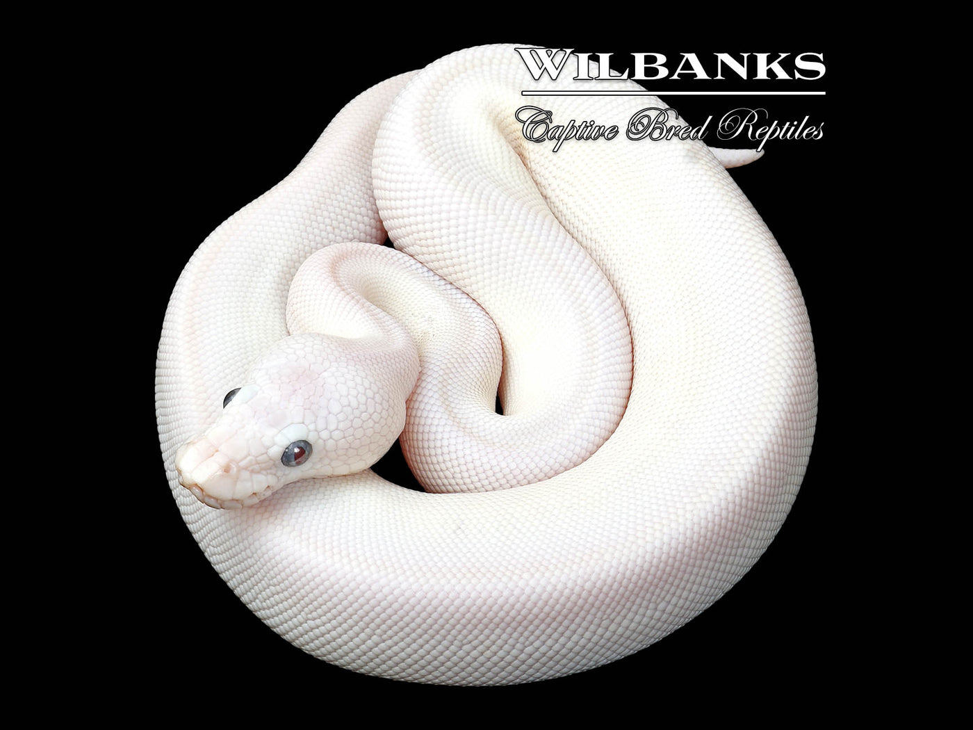 Blue Eyed Leucistic (Mojave Butter) Ball Python ♂ '25