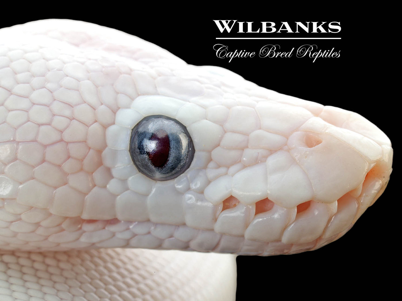 Blue Eyed Leucistic (Mojave Butter) Ball Python ♂ '25