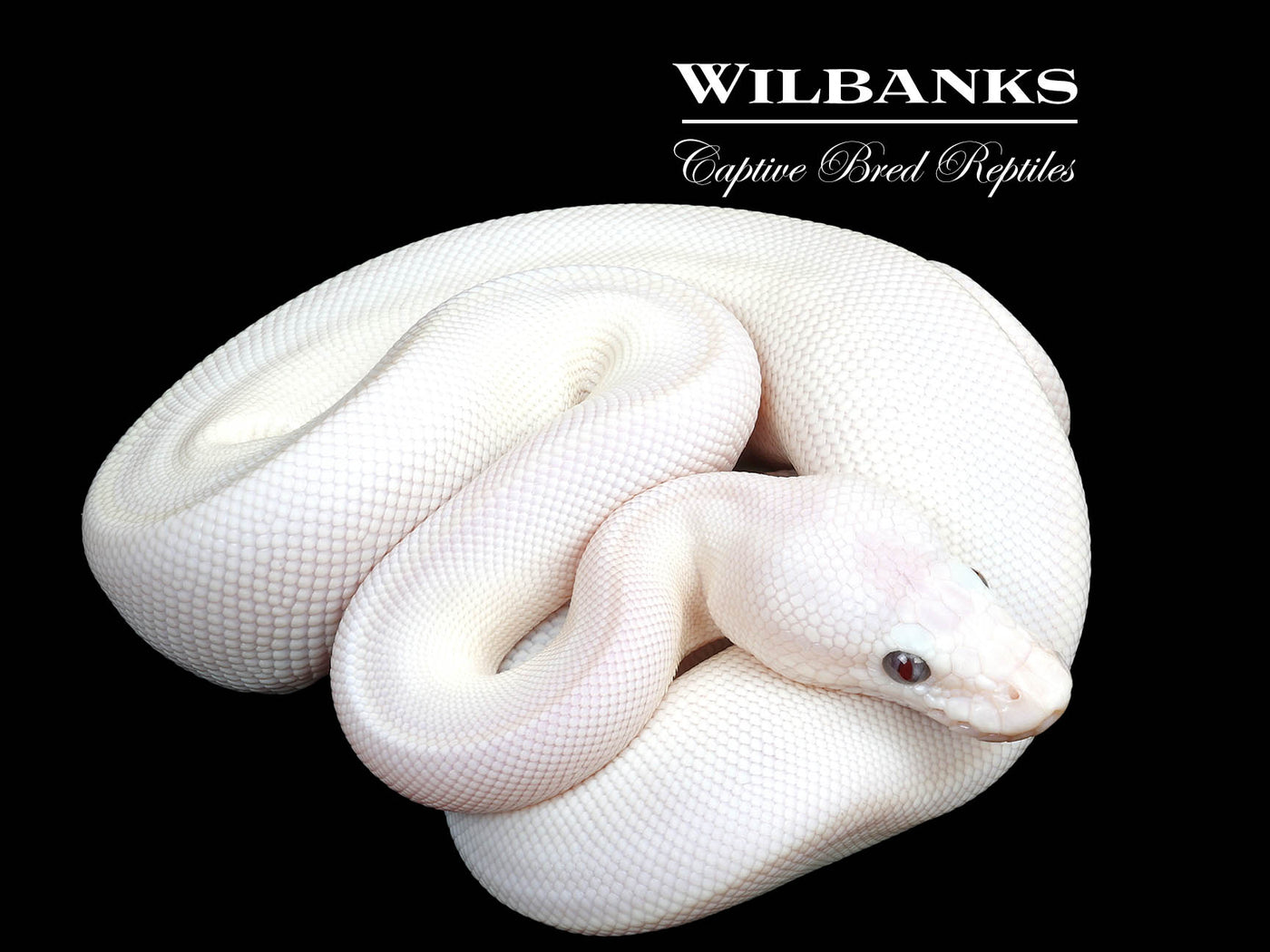 Banana Blue Eyed Leucistic (Mojave Butter) Ball Python ♂ '25