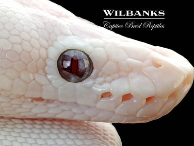 Banana Blue Eyed Leucistic (Mojave Butter) Ball Python ♂ '25