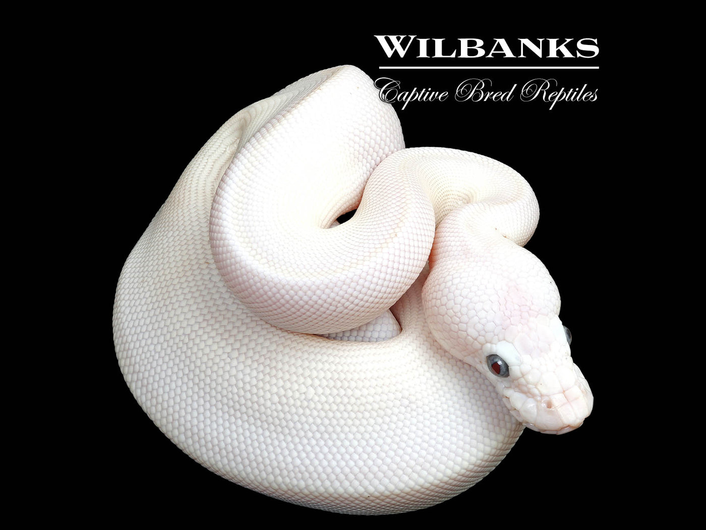 Blue Eyed Leucistic (Mojave Butter) Ball Python ♀ '25