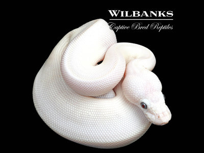 Blue Eyed Leucistic (Mojave Butter) Ball Python ♀ '25