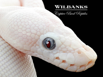Blue Eyed Leucistic (Mojave Butter) Ball Python ♀ '25