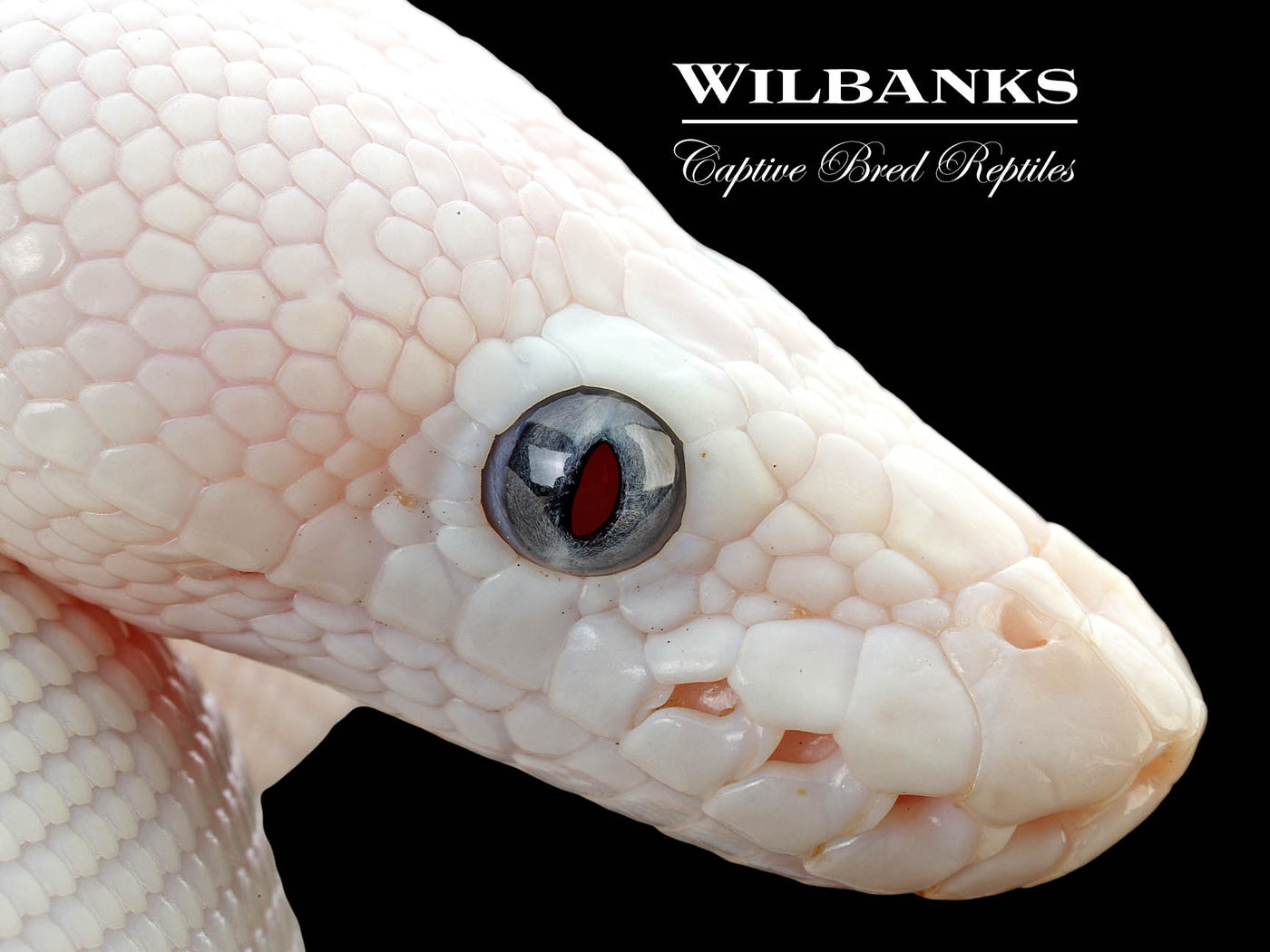 Blue Eyed Leucistic (Mojave Butter) Ball Python ♀ '25
