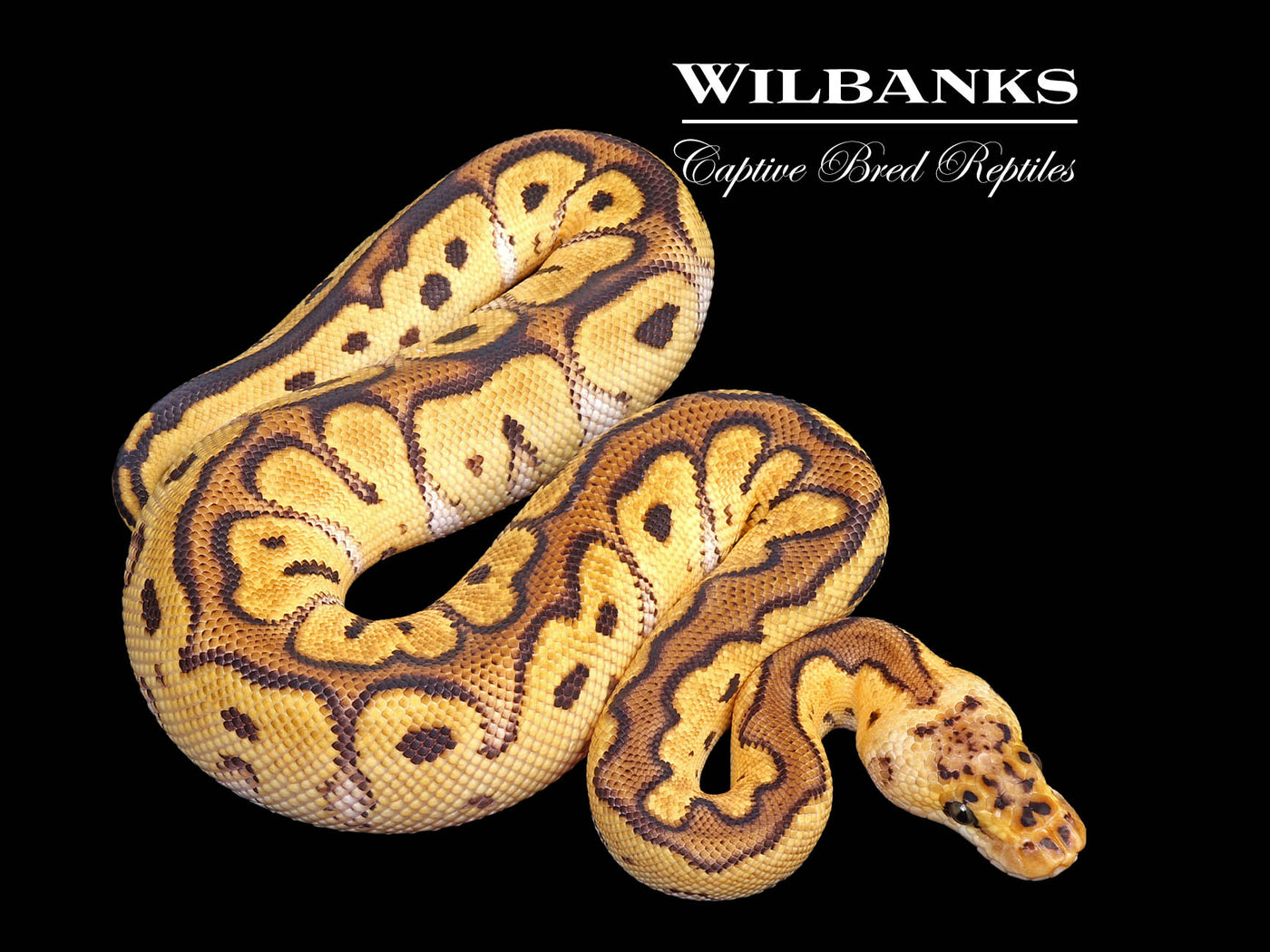Pastel Clown Ball Python ♂ '25