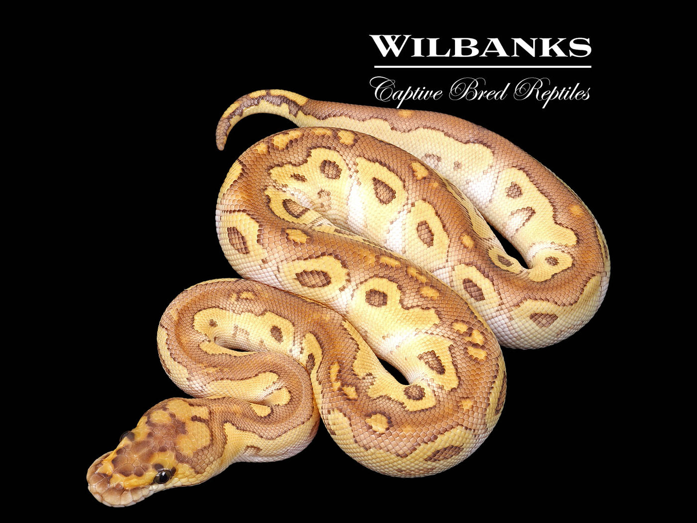 Butter Clown Ball Python ♂ '25