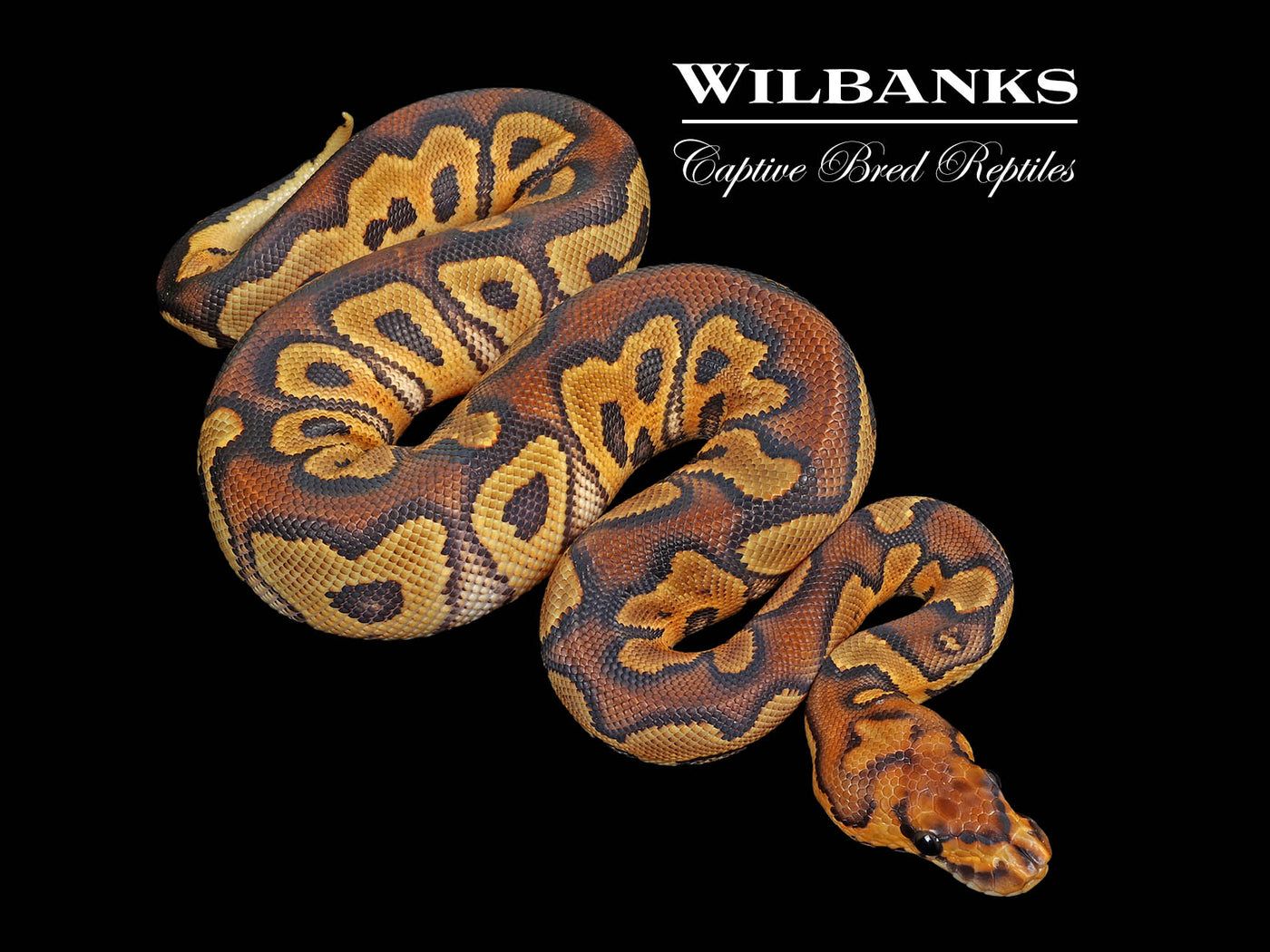 Clown Ball Python ♀ '25