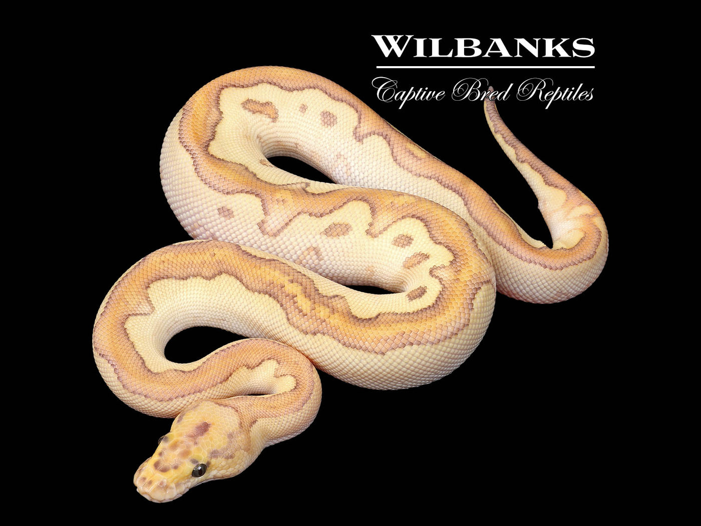 Nuclear Clown Ball Python ♂ '25