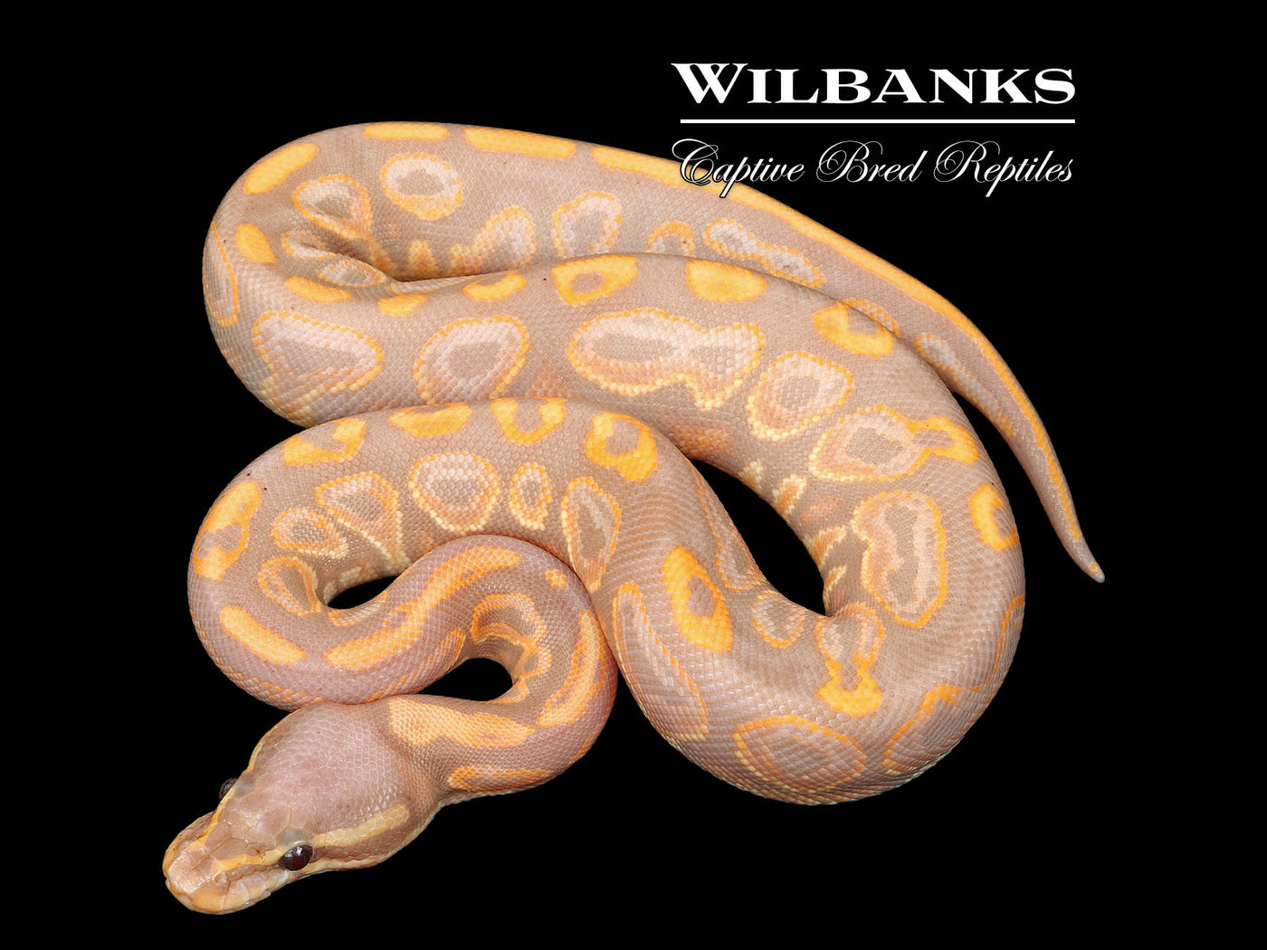 Banana Black Pastel Ball Python ♀ '25