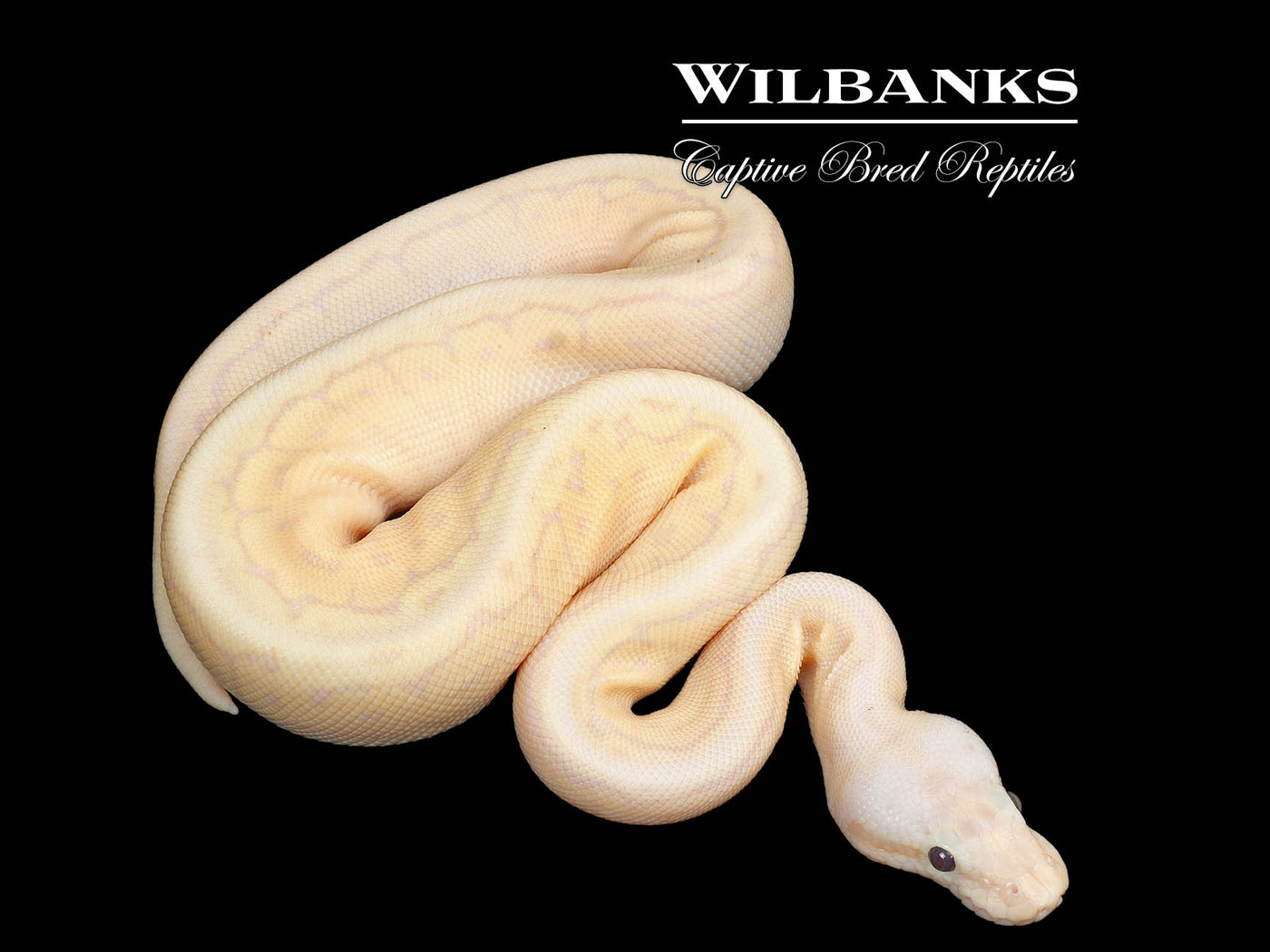 Banana DragonFly Ball Python ♂ '25