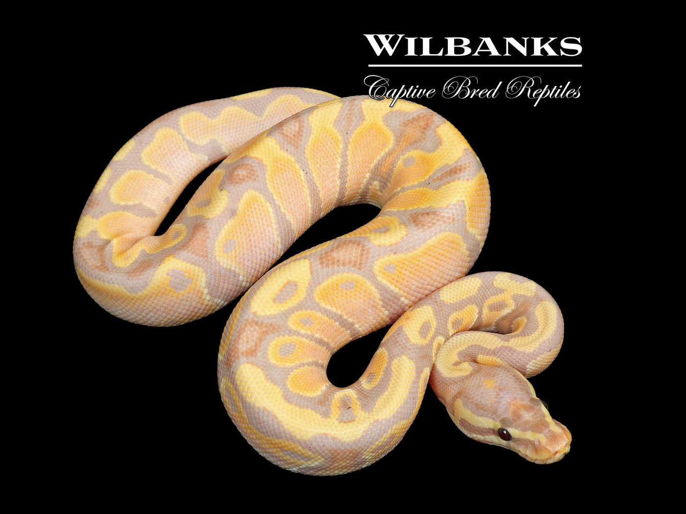 Banana Ball Python ♂ '25