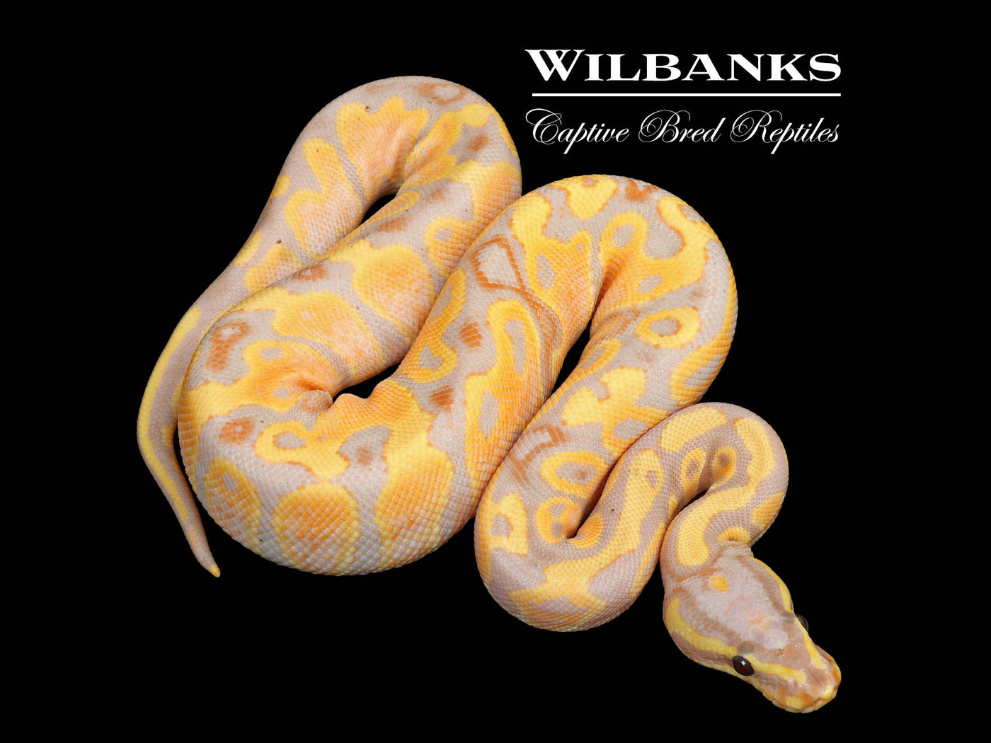 Banana Ball Python ♂ '25