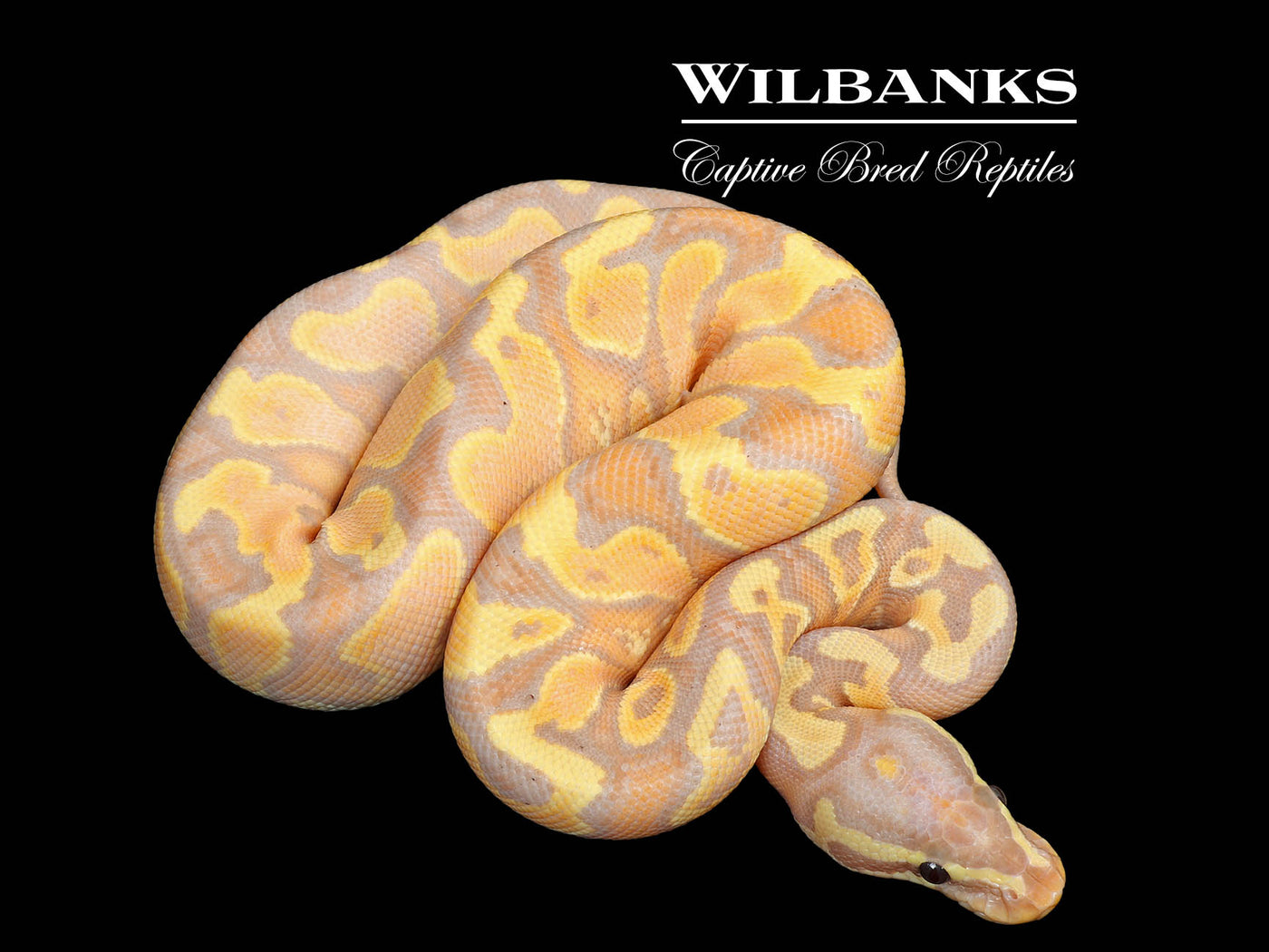 Banana Yellow Belly 100% Het. Pied Ball Python ♀ '25