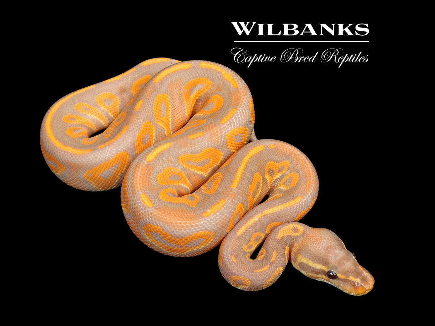 Banana Blackhead Mahogany 100% Het. Candy Ball Python ♂ '25