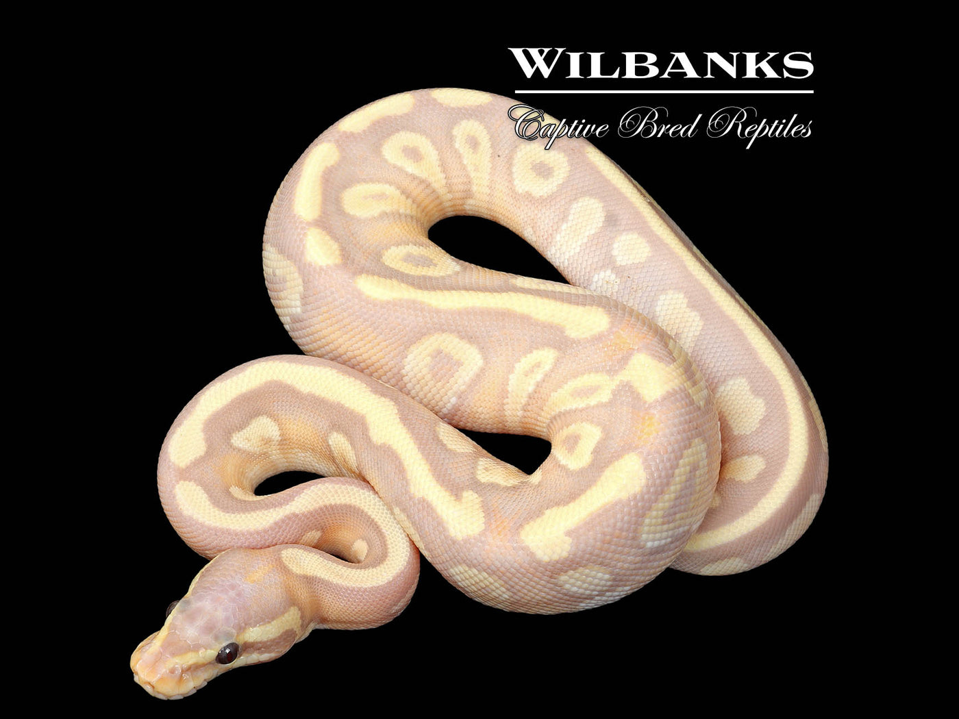 Banana Mojave Fire Ball Python ♀ '25