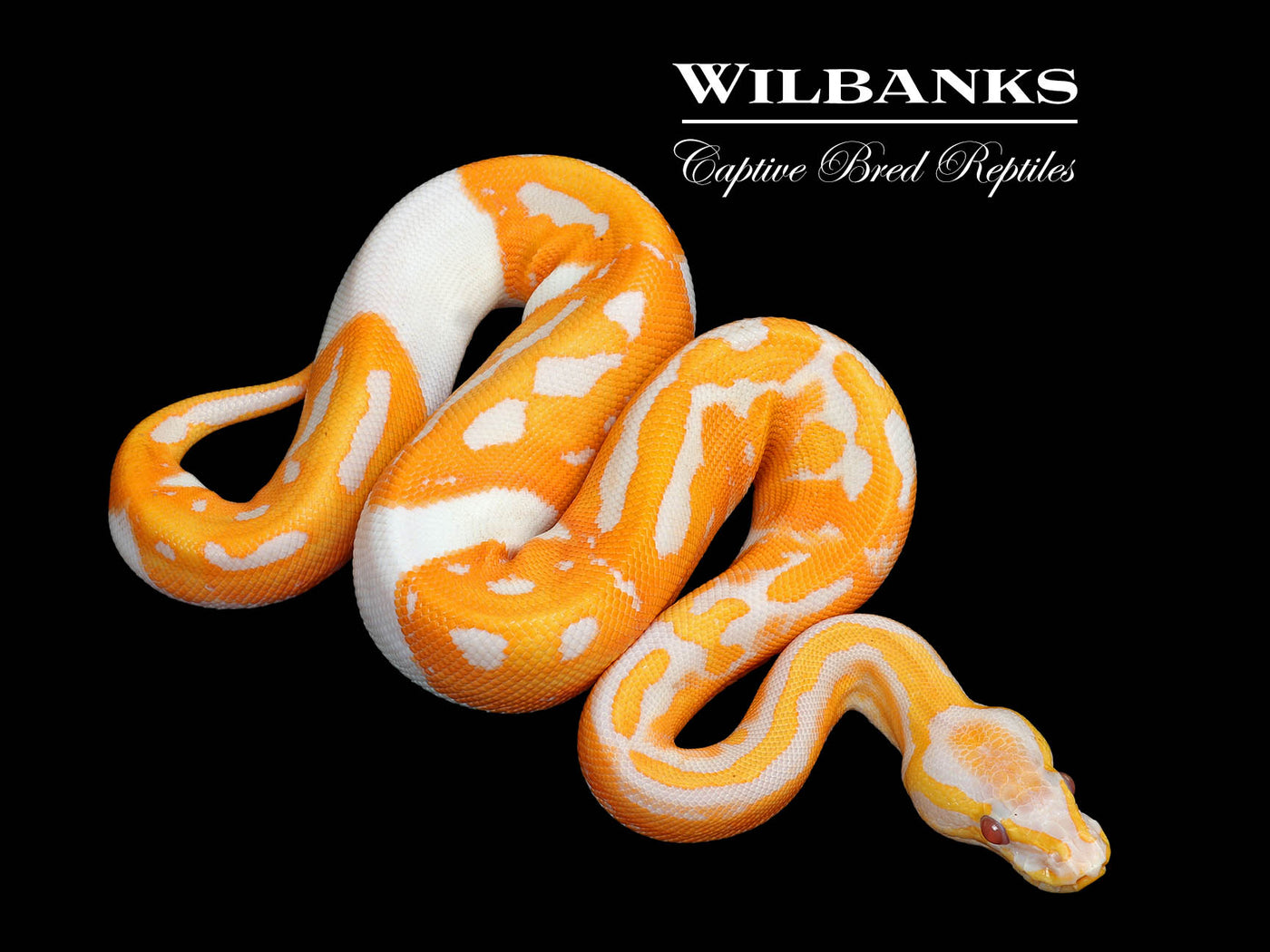 Dreamsicle Lavender Pied Ball Python ♀ '25