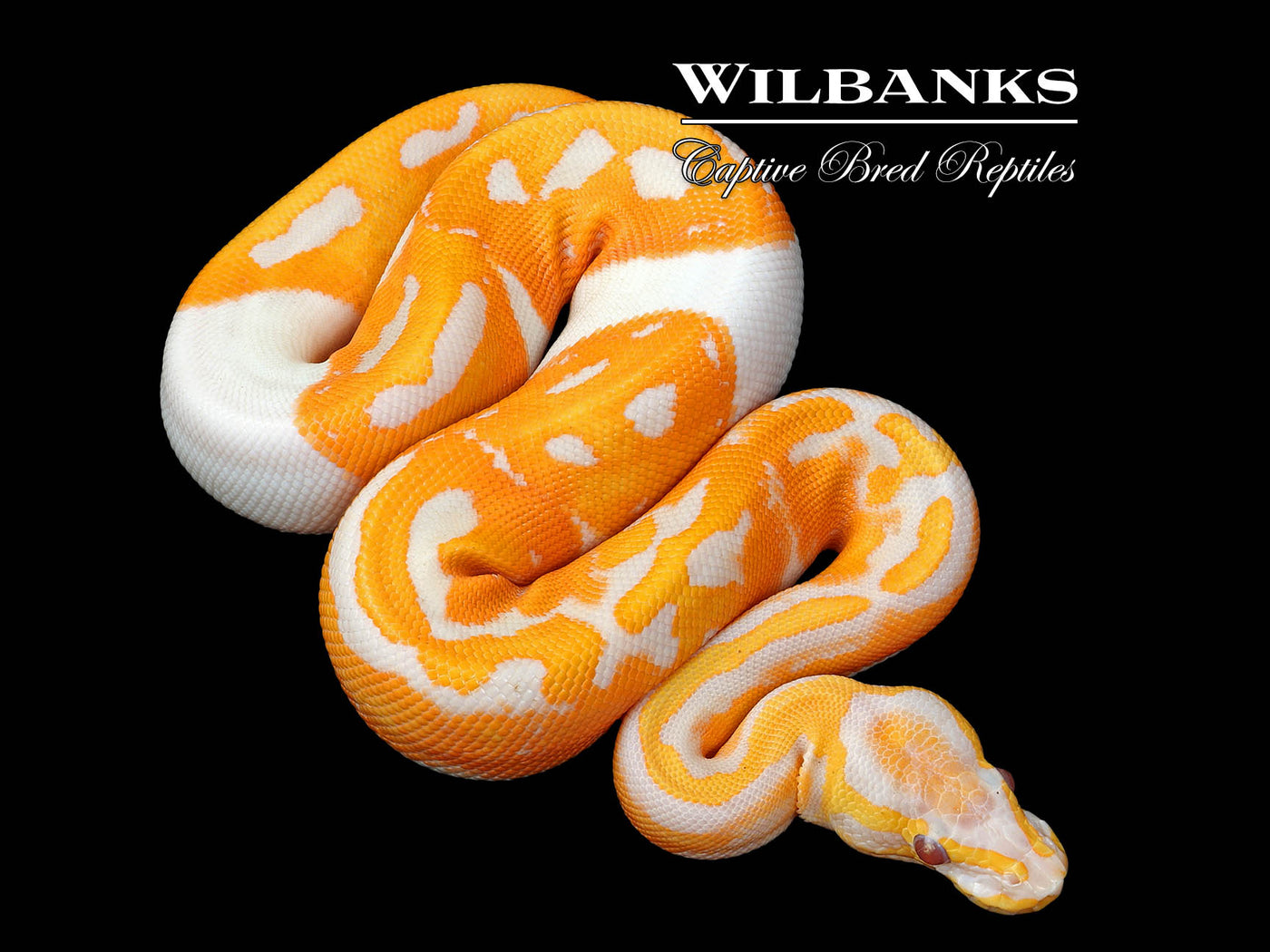 Dreamsicle Lavender Pied Ball Python ♀ '25